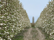 Satılır 1095 sot torpaq Quba