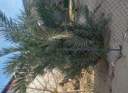 Satılır 8 sot torpaq Binə