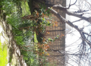 Satılır 2 otaqlı 100 m2 həyət evi Xaçmaz