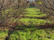 Satılır 6 sot torpaq Xaçmaz