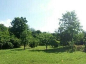 Satılır 20 sot torpaq Qəbələ