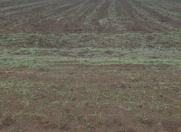 Satılır 180 sot torpaq Qusar