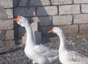 Satılır 5 otaqlı 650 m2 obyekt Bahar