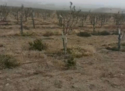 Satılır 2200 sot torpaq Abşeron r.