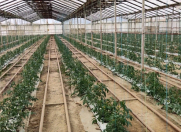 Satılır 5 otaqlı 30000 m2 obyekt Salyan