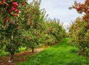 Satılır 50 sot torpaq Quba