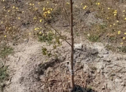 Satılır 1.5 sot torpaq Elit ticarət mərkəzi