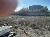 Satılır 14 sot torpaq Saray