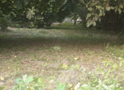 Satılır 16 sot torpaq Qəbələ