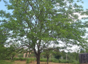 Satılır 15 sot torpaq Quba