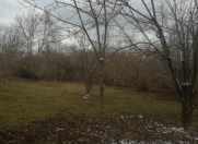 Satılır 100 sot torpaq Qəbələ