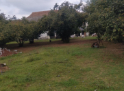 Satılır 150 sot torpaq Qəbələ