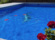 İcarəyə verilir 3 otaqlı 150 m2 həyət evi Qəbələ