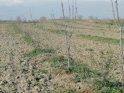 Satılır 100 sot torpaq Xudat