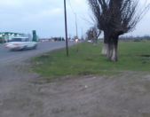 Satılır 50 sot torpaq Lənkəran