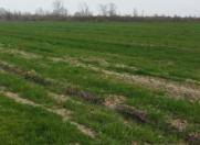 Satılır 5000 sot torpaq Qusar