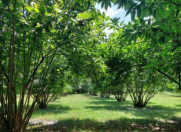 Satılır 70 sot torpaq Qəbələ