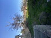 Satılır 26.5 sot torpaq Novxanı