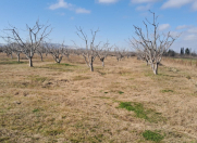 Satılır 1800 sot torpaq Şabran