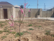 Satılır 3 otaqlı 76 m2 həyət evi Məhəmmədli