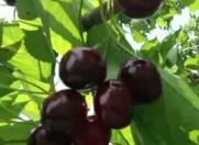 Satılır 80 sot torpaq Xaçmaz