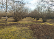 Satılır 86 sot torpaq Oğuz