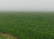 Satılır 7000 sot torpaq Quba