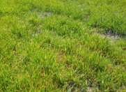 Satılır 6 sot torpaq Lənkəran