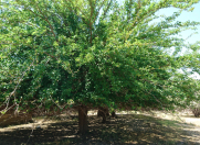 Satılır 12 sot torpaq Görədil