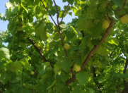 Satılır 7 sot torpaq Sulutəpə