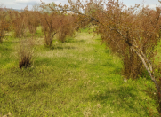 Satılır 87 sot torpaq Göyçay