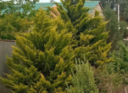 İcarəyə verilir 5 otaqlı 250 m2 bağ evi Nardaran