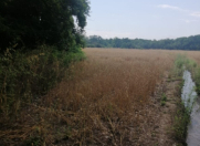 Satılır 850 sot torpaq Xaçmaz