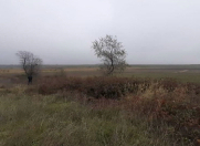 Satılır 667 sot torpaq Salyan