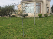 İcarəyə verilir 5 otaqlı 250 m2 bağ evi Bilgəh
