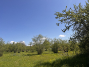 Satılır 28 sot torpaq Qəbələ