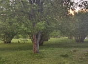 Satılır 170 sot torpaq Oğuz