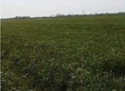 Satılır 8300 sot torpaq Göyçay