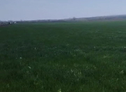 Satılır 8000 sot torpaq Quba