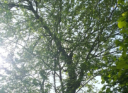 Satılır 68 sot torpaq Oğuz