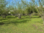 Satılır 10 sot torpaq Quba