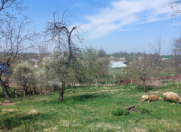 Satılır 3 otaqlı 12000 m2 bağ evi Quba