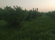 Satılır 210 sot torpaq Xaçmaz