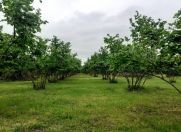 Satılır 119 sot torpaq Qəbələ