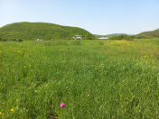 Satılır 36 sot torpaq Şamaxı