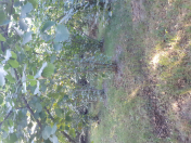 Satılır 57 sot torpaq Xudat