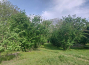 Satılır 80 sot torpaq Qəbələ