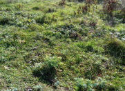 Satılır 14 sot torpaq Quba