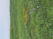 Satılır 600 sot torpaq Ağdaş