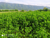 Satılır 29 sot torpaq Qusar